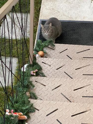 un gatto seduto su un gradino con decorazioni natalizie di Nook. The Design Apartment a Târgu-Mureş