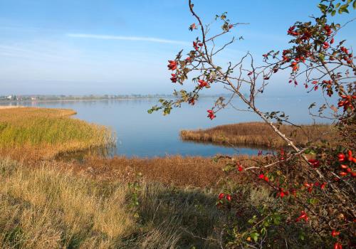 a view of a body of water with a tree at Godewind in Insel Poel