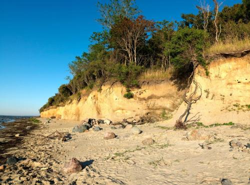 a sandy beach with trees on the side of a cliff at Buchenweg Inselnest in Insel Poel