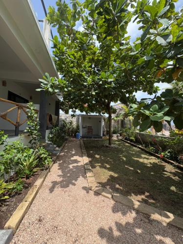 a tree in a yard next to a house at Artists' Guesthouse Sleep&Dream - Zanzibar in Zanzibar City