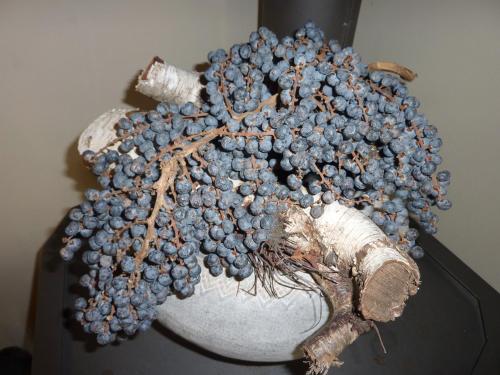une bande de raisins bleus dans une main de personnes dans l'établissement Hotel-Pension Zoom-Oord, à Renesse