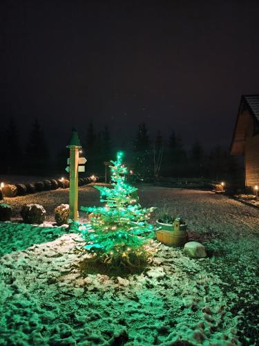 a green christmas tree in the snow at night at Leśna Przystań - Domki całoroczne in Grywałd