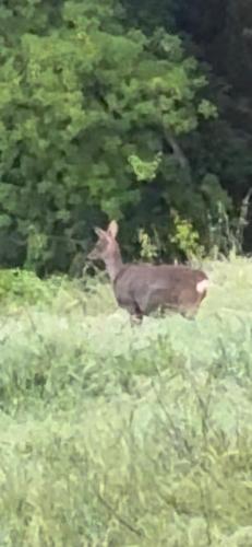 a brown deer walking through a field of grass at Mas El Casot 1 in Vilademuls
