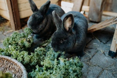アパートメントの敷地内または近くにいる動物