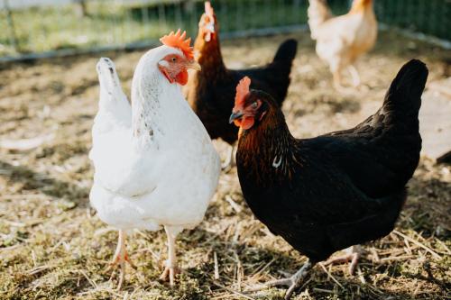 アパートメントの敷地内または近くにいる動物