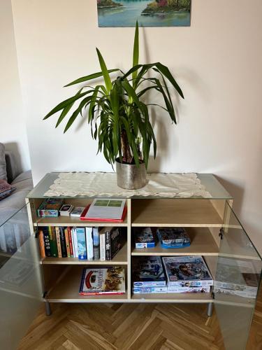 a glass table with a potted plant on top at Luxury apartment with parking in Graz
