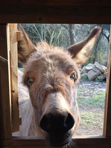 a close up of a donkey looking through a door at El Racó dels Mussols 1 in Canet de Adri