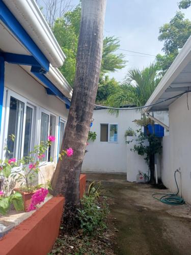 a house with a palm tree in the yard at Hostel SaltWater in San Juan del Sur
