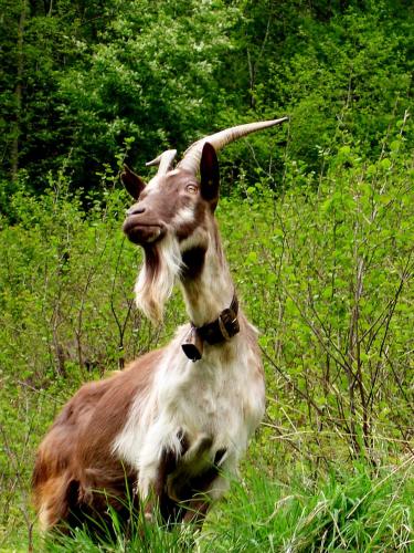 a goat is sitting in a field of grass at Ferienwohnungen Auhaus in Martello