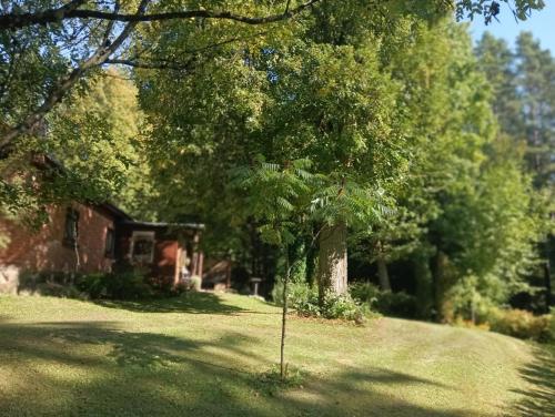 a tree in the middle of a yard with a house at LejasVāgneris in Tukums