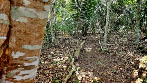 a path in the middle of a forest with palm trees at Chalé da Floresta 1 in Santarém