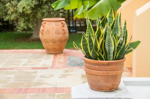 a plant in a pot sitting on a table at Lycasti Maisonettes in Tavronitis