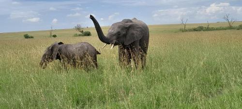 two elephants standing in a field of tall grass at Giraff maasai mara home stay&safaris in Sekenani