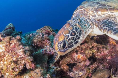 a turtle swimming over a coral reef at 【KouriGarden】古宇利島の海と緑と星を眺める一棟貸切別荘ヴィラ in Nakijin