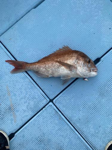 a fish sitting on top of a table at Guesthouse85BASE in Suo Oshima