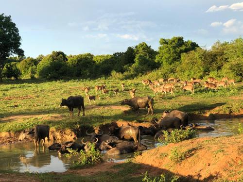 a herd of cattle drinking from a stream in a field at Bliss Inn in Udawalawe