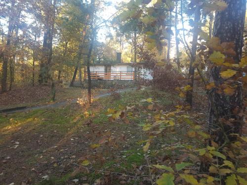 a cabin in the woods with leaves on the ground at HausMeise in Heidesee