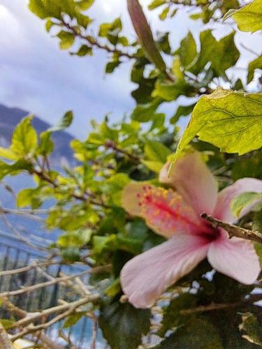 a pink flower on a tree with leaves at Asos Luxury Seafront Villas, Kefalonia, 100m beach & center, 4 stars services, Parking - near Myrtos - Fiskardo in Asos