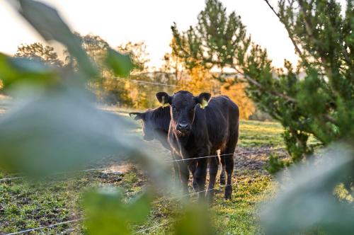 a couple of cows standing in a field at Panoramahotel Grobauer in Spiegelau