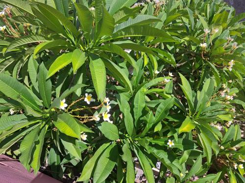 two plants with green leaves and white flowers at Stella Apartments Malia in Malia