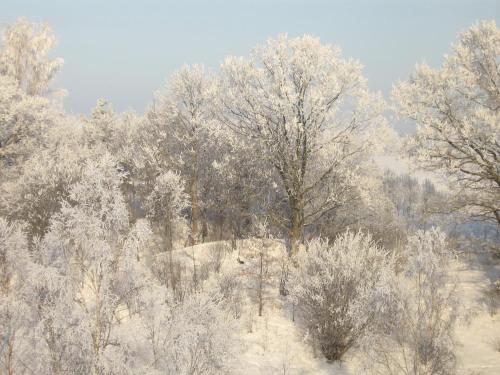 a group of trees covered in snow at Jaunkrastmaļi in Kandava