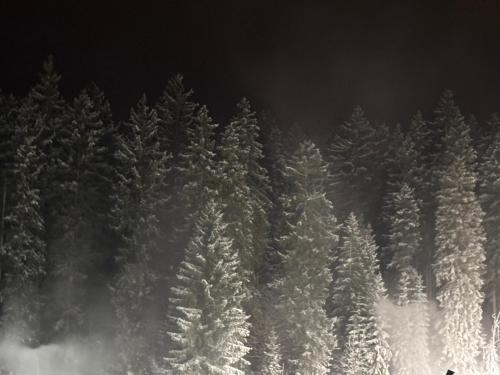 a group of snow covered pine trees at night at Penzion Verde Rosa in Harrachov