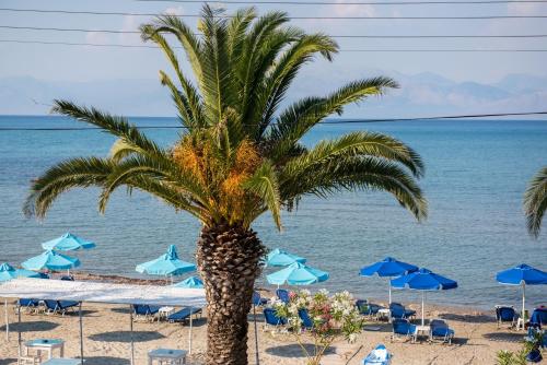 a palm tree on a beach with chairs and umbrellas at Aphrodite Beach Hotel Corfu in Roda