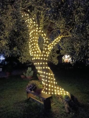 Κήπος έξω από το Casina Lupis