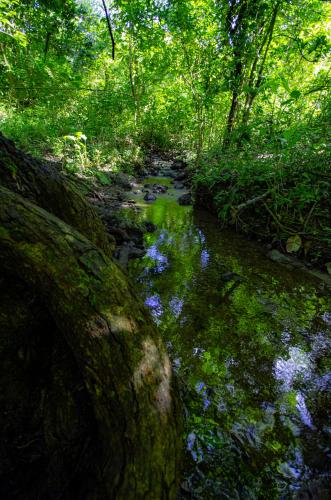 a painting of a stream in a forest with blue flowers at Cabinas La Fulanita in Nicoya