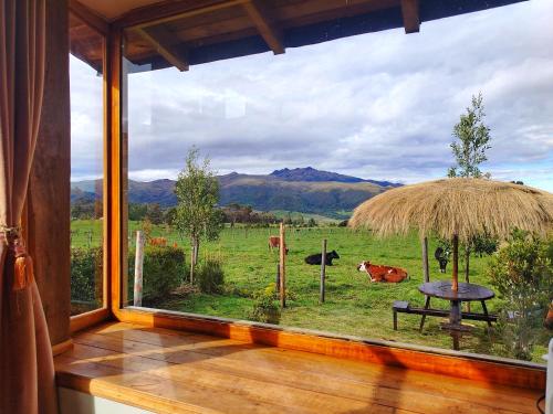 a window with a view of a field with cows at Ruta de los volcanes in Machachi