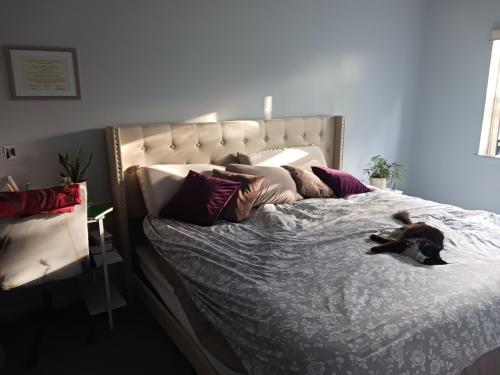 a dog laying on a bed in a bedroom at Comfy Room in Fresh Meadows in Utopia