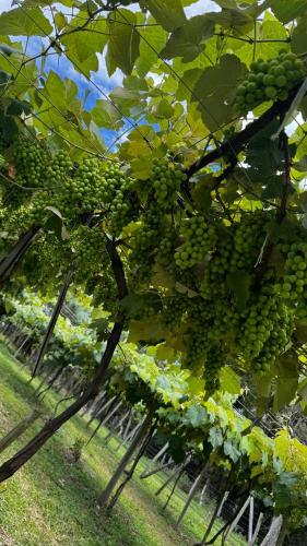 Zahrada ubytování Pousada recanto do vinho