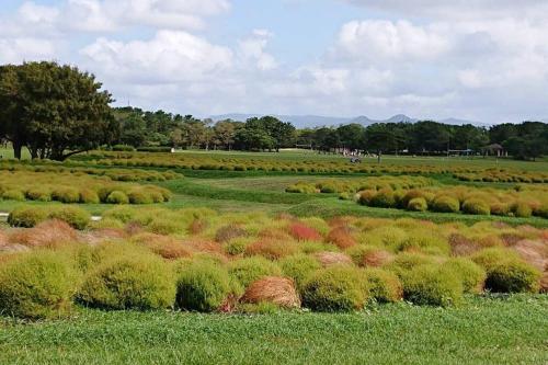 a field filled with lots of plants in a field at ようこそ月の宿へ in Shindembaru