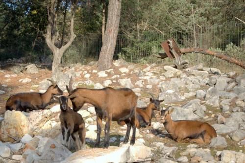 a group of animals standing on a pile of rocks at Domaine du Bois d'Amont in Cabris