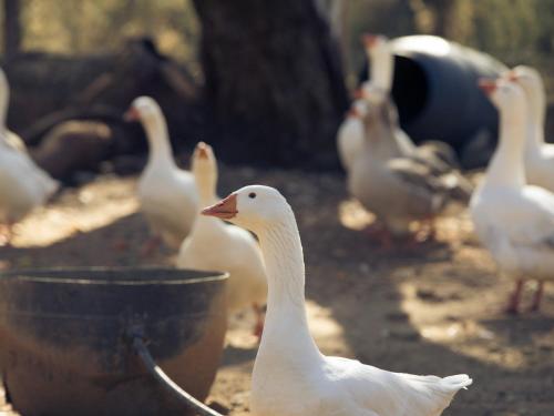a group of white ducks standing next to a pot at Luxury Riverside Glamping Tents - Adults Only Retreat in Capertee