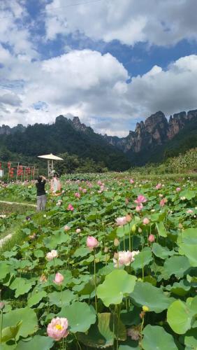 a field of pink flowers with mountains in the background at 张家界竹奢民宿 in Zhangjiajie