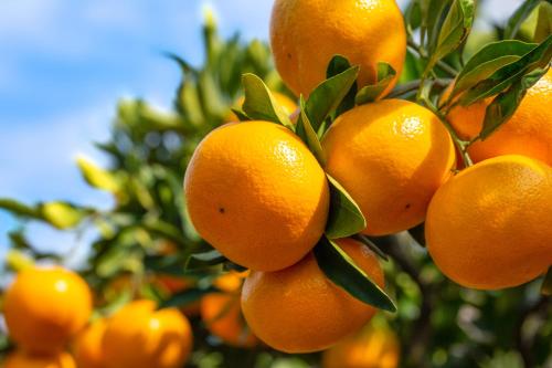 a bunch of oranges hanging from a tree at Tabist Nanki Shirahama Ryokan Mantei in Shirahama