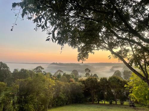 a view of a misty forest at sunset with trees at Green Buddha in Milton