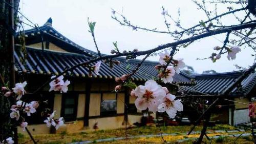 un albero con fiori rosa di fronte a un edificio di Manhoe Gotaek a Bonghwa