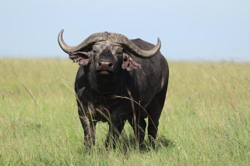 a bull standing in a field of tall grass at Wild Heart Safari Camp in Sekenani