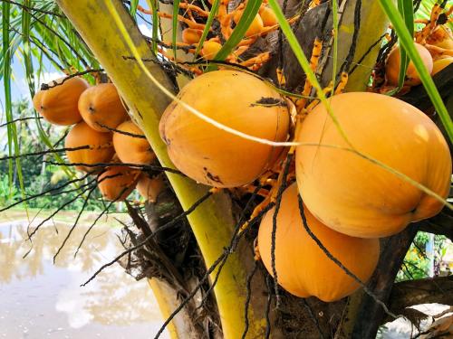 a bunch of oranges growing on a tree at Villa JJ and Spa Ubud in Ubud
