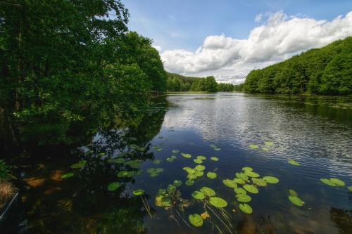 a river with lily pads in the water at Apartament Suwałki Centrum Wesoła in Suwałki