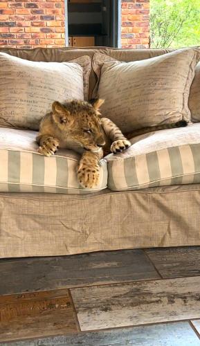 a hyena laying on top of a couch at Simba Safaris African Pride Exotic Lodge in Lephalale