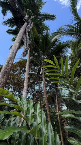 a group of palm trees with leaves at Casa Amable - Manuel Antonio in Quepos
