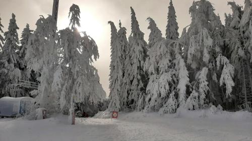a group of trees covered in snow at Apartmán Almberg - Mitterdorf - Mitterfirmiansrout in Philippsreut