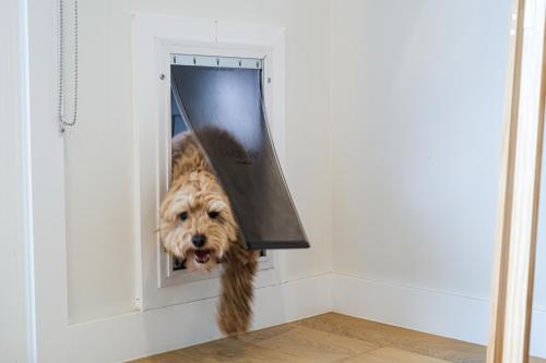 a dog is sticking its head out of a door at Oceanview Escape - Luxe Coastal Retreat with Hot Tub in Surf Beach
