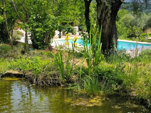 un bassin d'eau avec des plantes à côté d'un arbre dans l'établissement Petite maison de charme à la campagne, à Contes