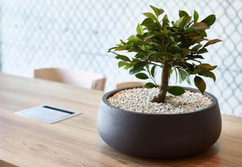 a potted plant sitting on a wooden table at B&B HOTEL Le Port Marly Saint Germain en Laye in Le Port-Marly