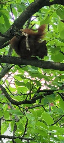 a squirrel is sitting on a tree branch at Uroczy dom na ładnym podwarszawskim osiedlu in Michałowice