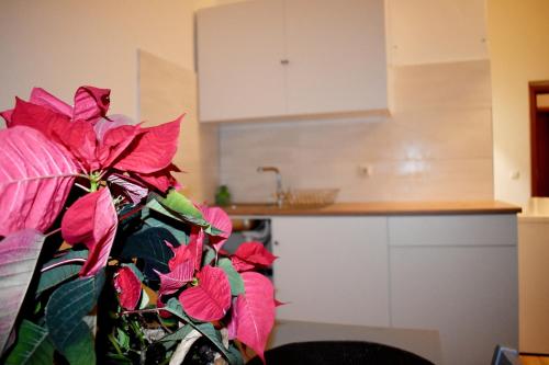 a plant with pink flowers in a kitchen at Hotel New Town in Dresden